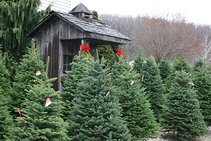 Christmas Tree Nursery Baltimore MD