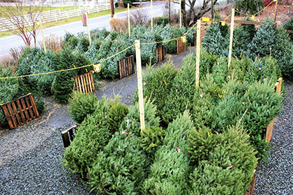 Christmas Tree Nursery Baltimore MD2