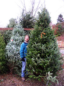 Kingsdene Large Christmas Tree280