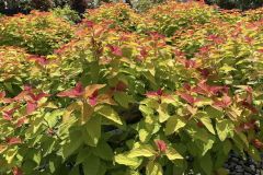 307761775_782614786444704_8172268410886086691_n