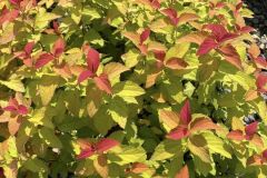 308076305_782614769778039_5199097242020076234_n