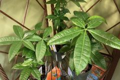 African-Violets-1