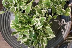 African-Violets-3