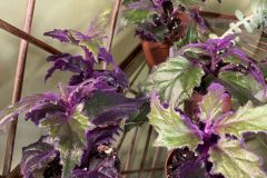 African-Violets-4
