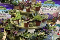 African-Violets-5