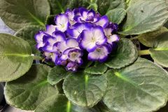 African-Violets-7