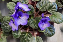 African-Violets-8
