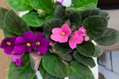 African-Violets-2
