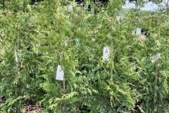 Privacy-Plants-1