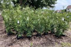 Privacy-Plants-2