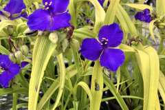 Perennials-in-Stock-1