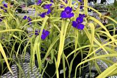 Perennials-in-Stock-2