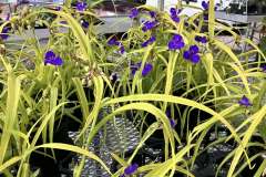 Perennials-in-Stock-3