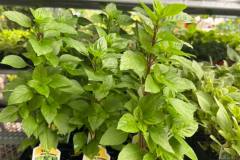 Herbs-in-Stock-1