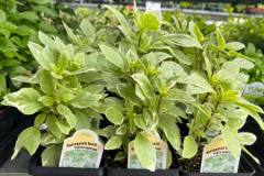 Herbs-in-Stock-2