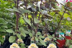 Herbs-in-Stock-3