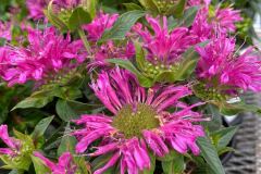 Plants-Flowers-Kingsdene-Nursery-1