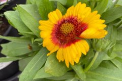 Plants-Flowers-Kingsdene-Nursery-2