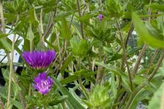 Plants-Flowers-Kingsdene-Nursery-3
