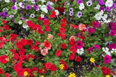 Plants-Flowers-Kingsdene-Nursery-4