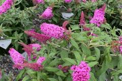 Plants-Flowers-Kingsdene-Nursery-5
