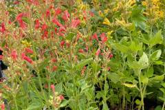 Plants-Flowers-Kingsdene-Nursery-6