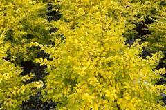 Plants-Flowers-Kingsdene-Nursery-7