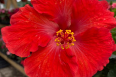 Plants-Flowers-Kingsdene-Nursery-8