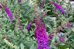 Butterfly-Bush-1