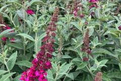 Butterfly-Bush-2