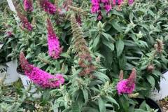 Butterfly-Bush-3