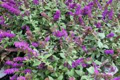 butterfly-bush-1