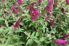butterfly-bush-2