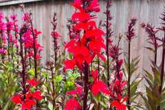 cardinal-flowers-1