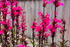 cardinal-flowers-2