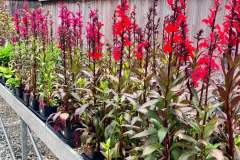 cardinal-flowers-3