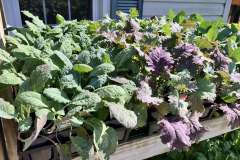 Brocolli-Kale-1