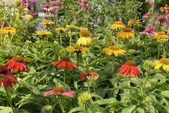 Coneflowers-in-bloom-1