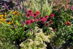 Coneflowers-in-bloom-2