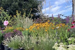 Coneflowers-in-bloom-4