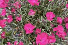 Dianthus-1