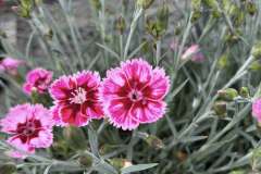 Dianthus-2