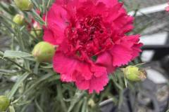Dianthus-3