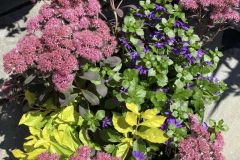 Fall-Flowers-1