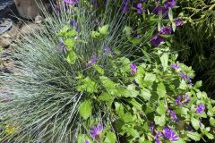 Fall-Flowers-2