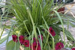 Fall-Flowers-3