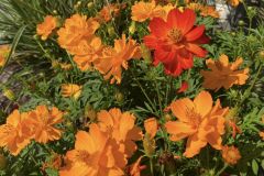 Fall-Flowers-4