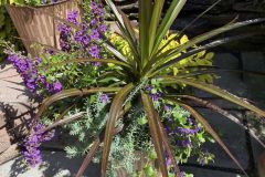 Fall-Flowers-5