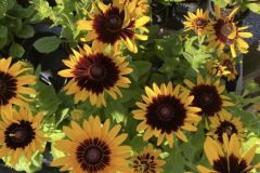 Fall-Flowers-6