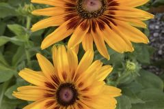 Fall-Flowers-7